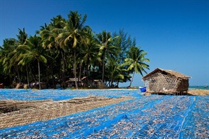 Ngapali Beach - fish drying on the beach