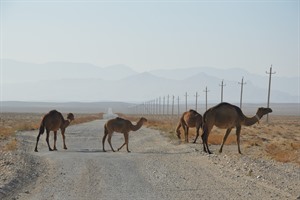 Camels in the Karakum Desert