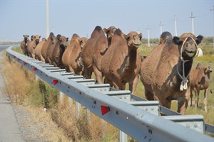 Camels on the road to Darvaza