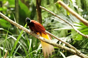 Cultures & Customs of Papua New Guinea 3