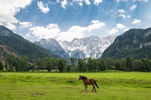 Horse in alpine meadow