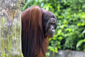 Male Orangutan in Semenggoh