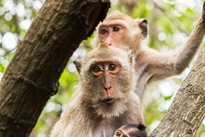 Macaques on the Kinabatangan River