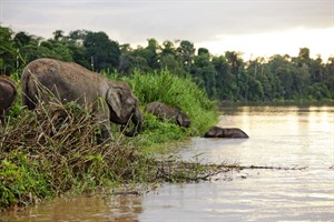 Pygmy elephant on the Kinabatangan River