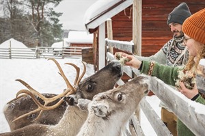 Reindeer farm