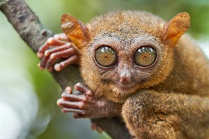 Philippines Tarsier