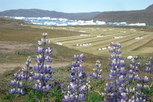 South Greenland - Narsaq
