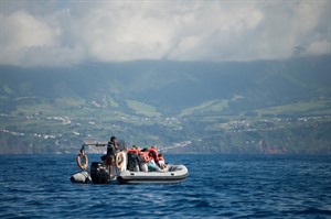 Whale watching by Rib Boat