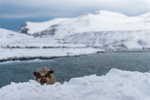 Winter in the Faroe Islands