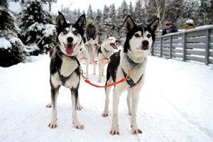 Huskies