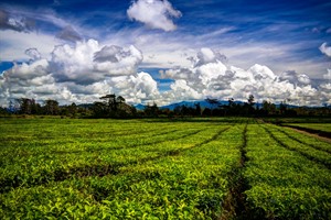Mount Hagen tea plantation