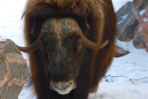 Musk ox