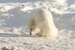 Arctic fox in the snow