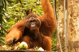 Orangutans, Sepilok Orangutan centre