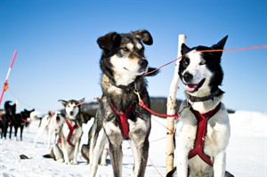 Huskies at Icehotel © Martin Smedsen, ICEHOTEL