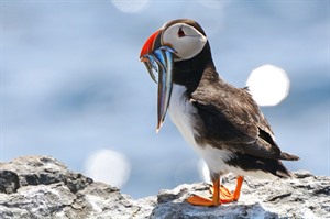 Puffin, Iceland