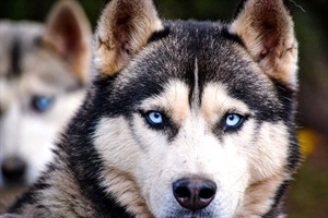 Husky