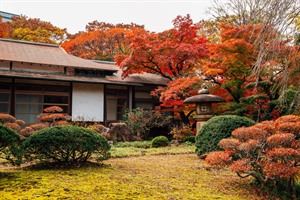 Japanese traditional house with autumn maple trees at Koishikawa Korak