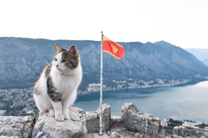 Cat overlooking Kotor Bay