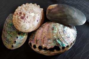 Mother of Pearl shells