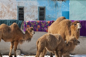 Camels in the streets of Karakol