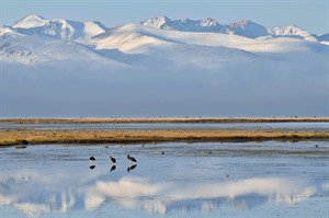 Birds on Son-Kul (last lake) early in the morning,central Tien Shan