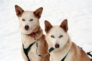 Huskies - Lapland