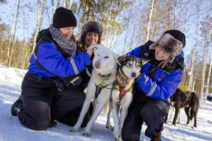 Huskies - Lapland