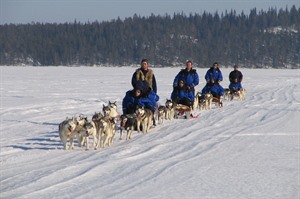 Husky safari - Lapland