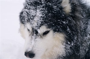 Lapland Guesthouse Break & ICEHOTEL 3