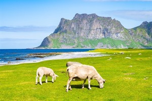 Lofoten Islands Summer Group Tour 7
