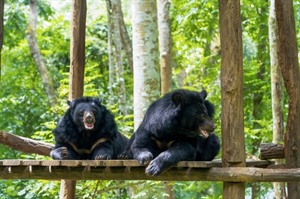 Black Bears