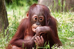 Baby orangutan at Sepilok