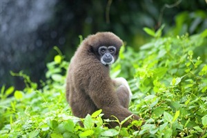 Gibbon in Danum Valley