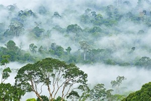 Dawn in Danum Valley