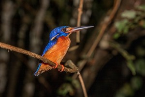 Kingfisher Kinabatangan River