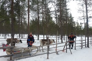 Reindeer - Lapland