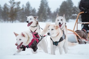 Huskies in the snow