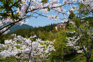 Cherry Blossom, Alishan National Scenic Area