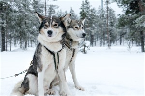 Wilderness Hotel Nellim - Huskies