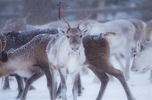 Reindeer