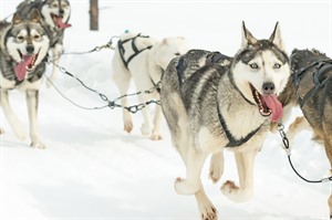 Husky Sledding