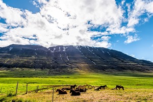 Horses - North Iceland