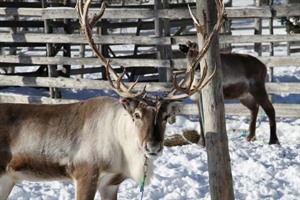 Reindeer