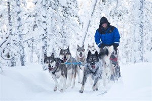 Wilderness Inari Hotel - Husky safari