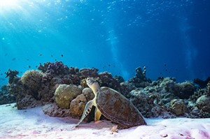 Green Sea Turtle