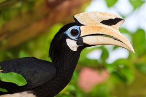 Palawan Hornbill