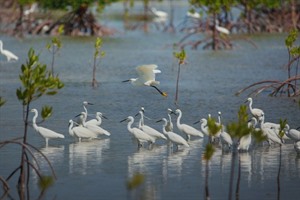 Little Egrets