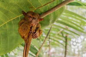 Philippines Tarsier