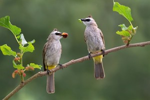 Philippines Bulbul